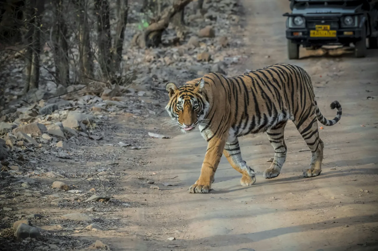 Ranthambore Safari Experiences